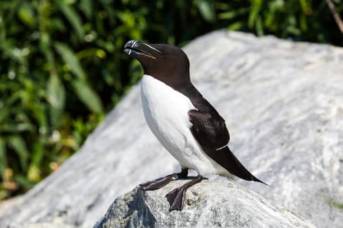 Razorbill reference