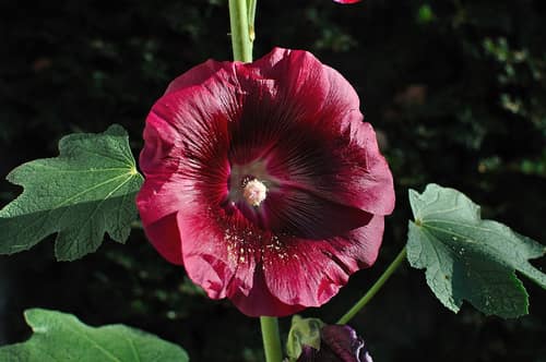 Hollyhock reference