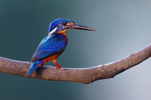 Blue-eared Kingfisher reference