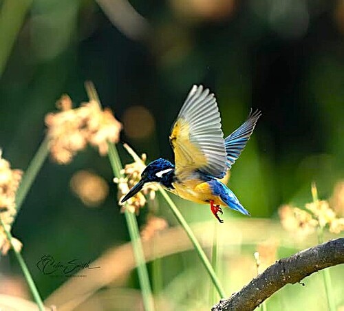 Half-collared Kingfisher reference