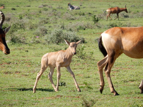 Red Hartebeest reference