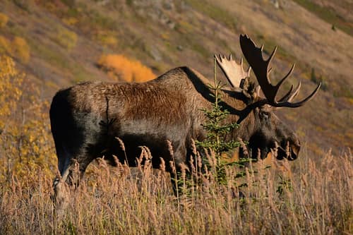 Moose reference