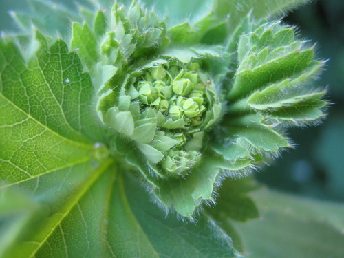 Common Lady's-mantle reference