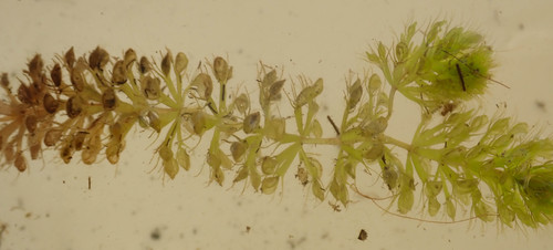 Waterwheel Plant reference