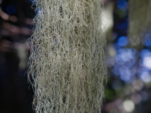 Witch's Hair Lichen reference