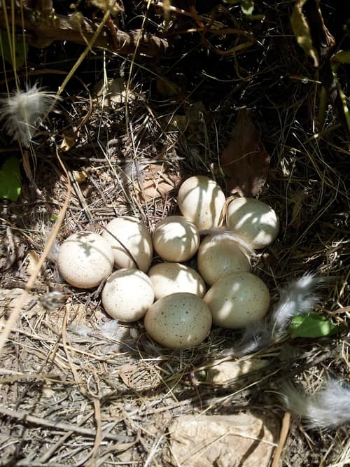 Chukar Partridge reference