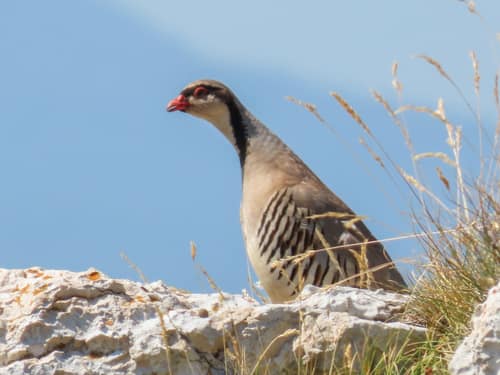 Rock Partridge reference