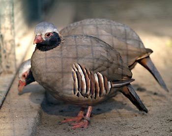 Philby's Partridge reference