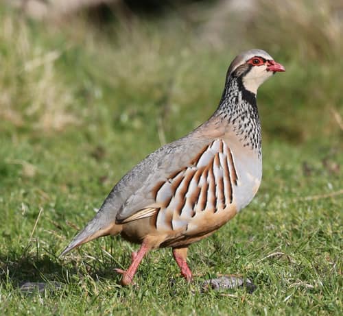 Red-legged Partridge reference