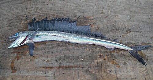 Shortsnout Lancetfish reference
