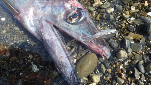 Longnose Lancetfish reference