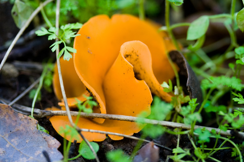 Orange Peel Fungus reference