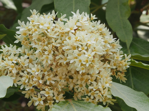 Candlenut Tree reference