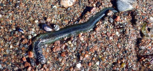 King Ragworm reference