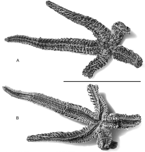 Alkaidia Megaungula reference