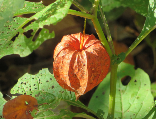 Chinese Lantern reference