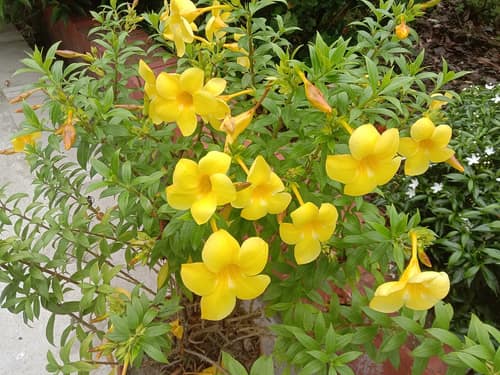 Golden Trumpet reference