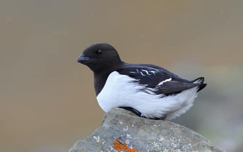 Dovekie reference
