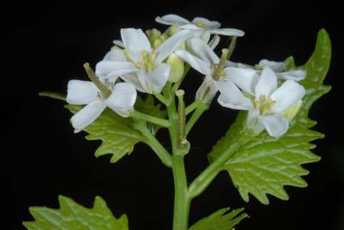 Garlic Mustard reference