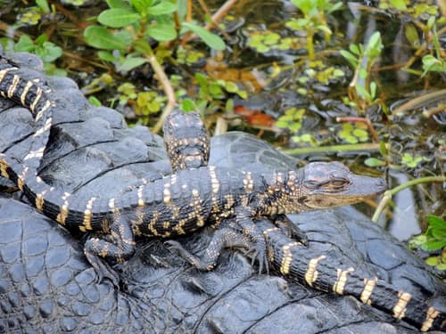 American Alligator reference