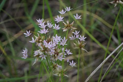 Meadow Garlic reference
