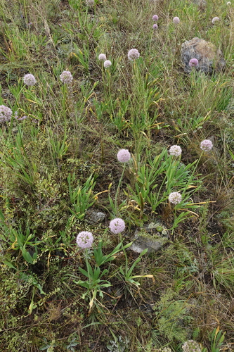Siberian Chive reference