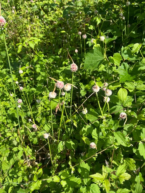 Cultivated Garlic reference