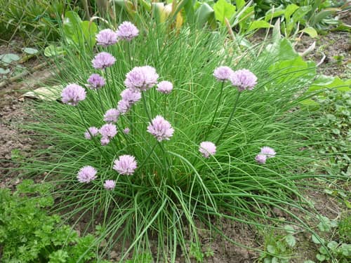 Wild Chives reference