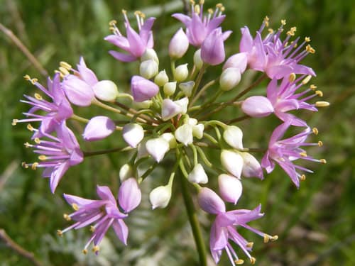 Autumn Onion reference
