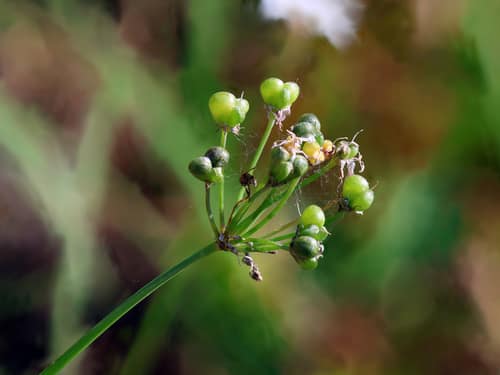 Garlic Chives reference