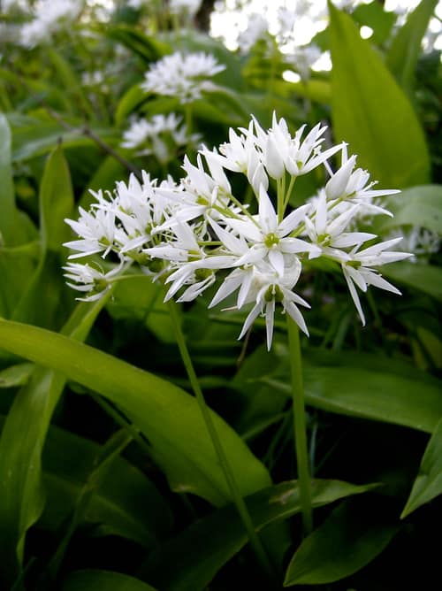 Ramsons reference