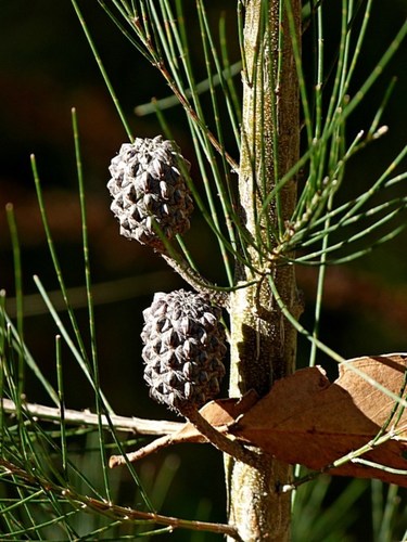Black Sheoak reference