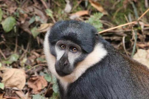 L'Hoest's Monkey reference