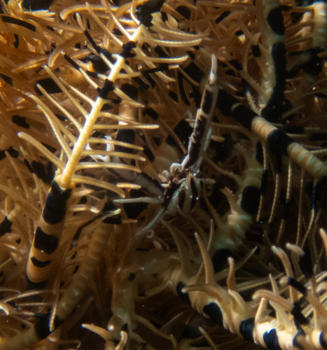 Crinoid Clinging Crab reference