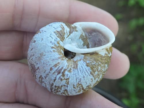 Oregon Forestsnail reference