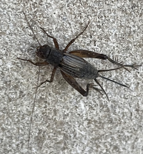Allard's Ground Cricket reference