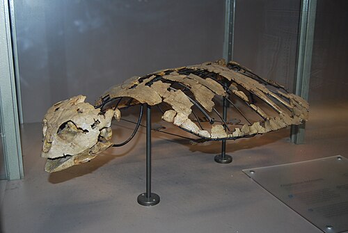 Late Cretaceous Sea Turtle reference