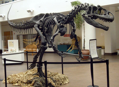 Allosaurus reference