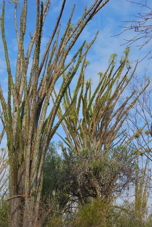 Madagascar Ocotillo reference