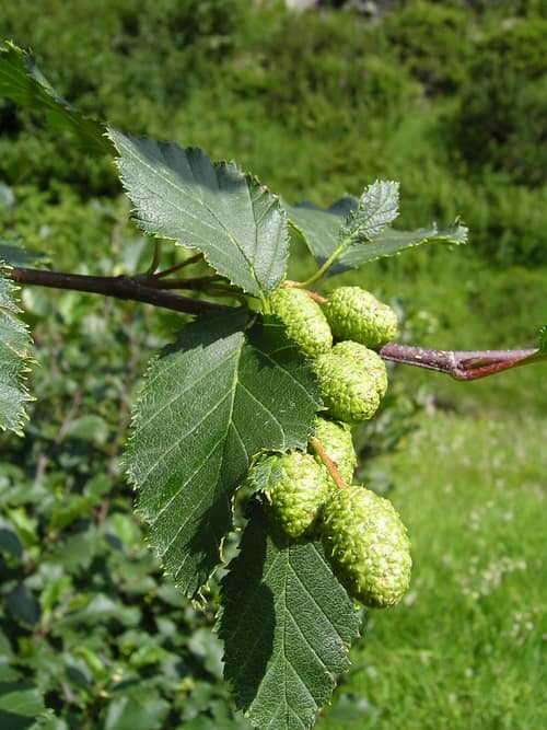 Green Alder reference