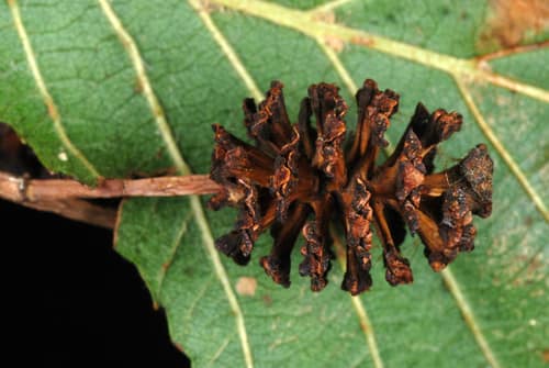 Black Alder reference