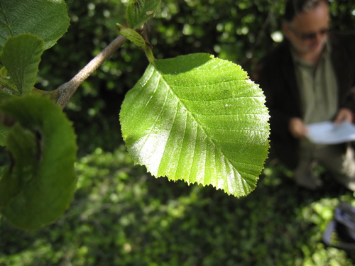 White Alder reference