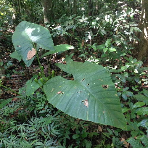 Zebra Alocasia reference