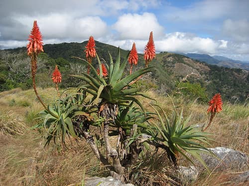 Torch Aloe reference