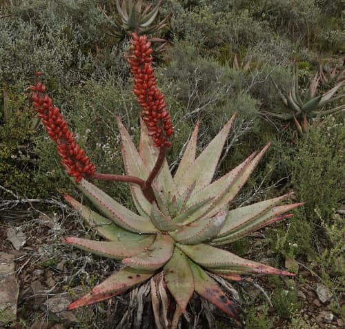 Cape Aloe reference