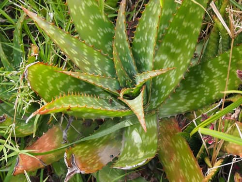 Soap Aloe reference