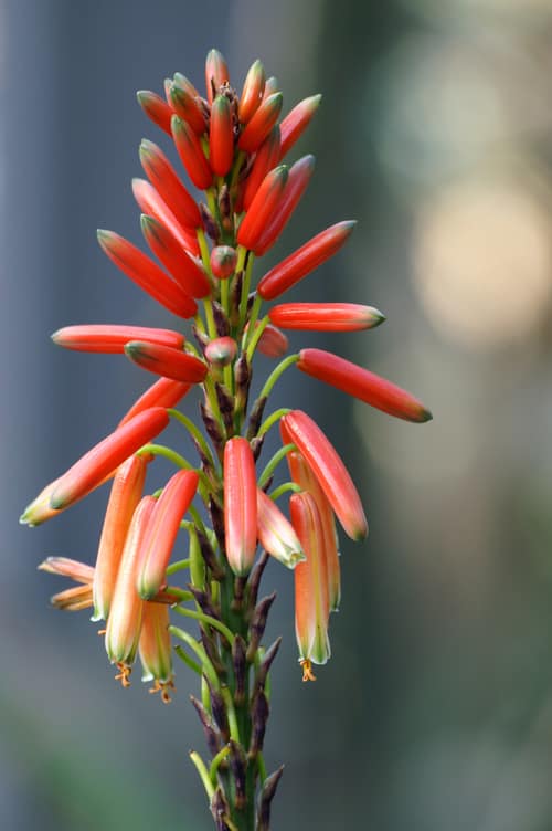 Fynbos Aloe reference