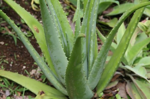 Aloe Vera reference