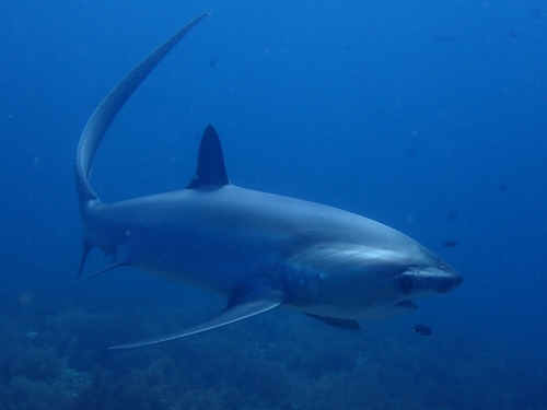 Pelagic Thresher Shark reference
