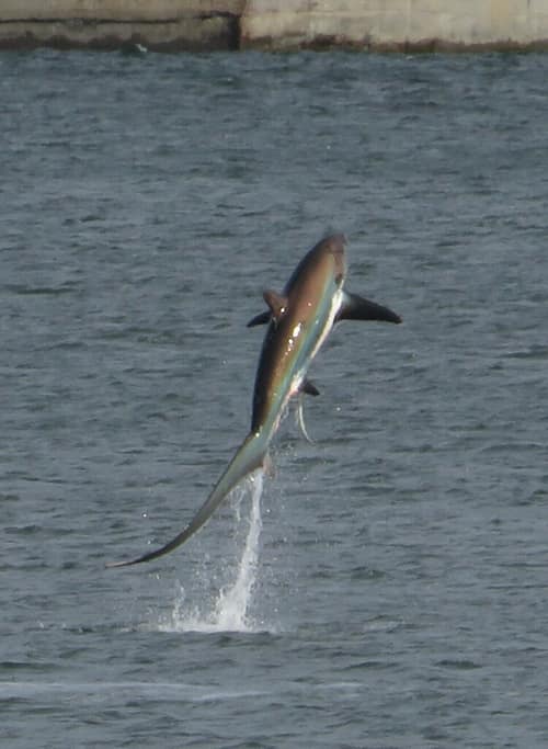 Common Thresher Shark reference